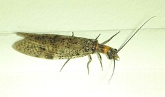 Archichauliodes guttiferus