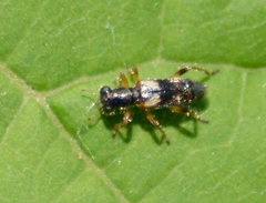 Phyllobaenus pallipennis