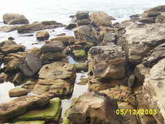 Egretta novaehollandiae