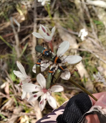 Chauliognathus lugubris