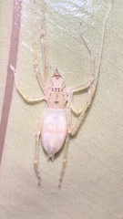 Cheiracanthiidae