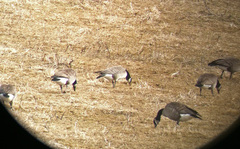 Branta hutchinsii hutchinsii