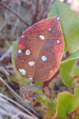 Cameraria gaultheriella