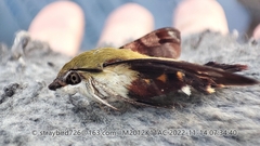 Macroglossum bombylans