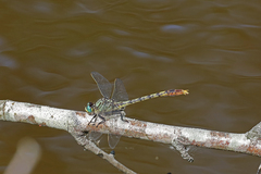 Arigomphus villosipes