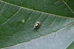 Colladonus clitellarius