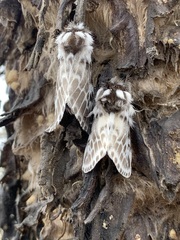 Podalia pseudopedacia