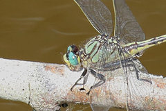 Arigomphus villosipes
