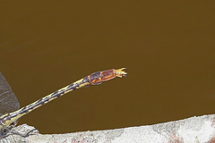 Arigomphus villosipes