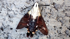 Macroglossum bombylans