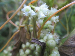 Cuscuta pentagona