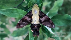 Macroglossum bombylans