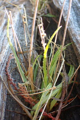 Plantago maritima