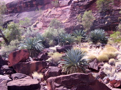 Macrozamia macdonnellii