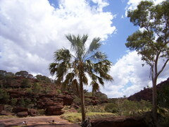Livistona mariae