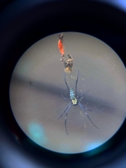 Trichonephila antipodiana