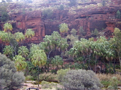 Livistona mariae
