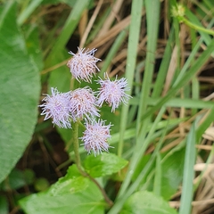 Ageratum houstonianum