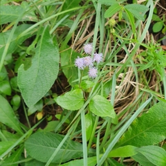 Ageratum houstonianum