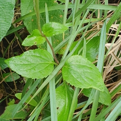 Ageratum houstonianum
