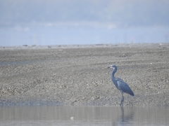Egretta gularis