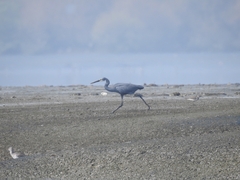Egretta gularis
