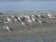 Tringa totanus