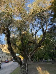 Olea