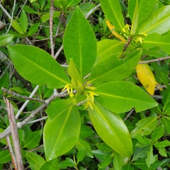 Rhizophora mangle