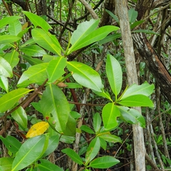 Rhizophora mangle
