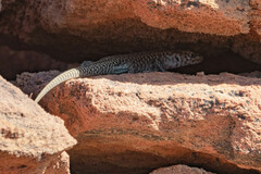 Liopholis margaretae