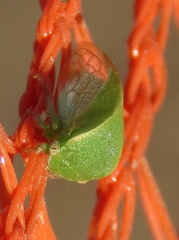 Spissistilus festinus