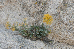 Ericameria cuneata spathulata