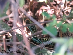 Drymobius margaritiferus