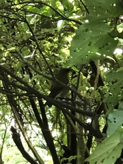 Anthornis melanura melanura