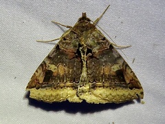 Celiptera levina