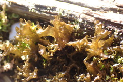 Scytinium palmatum