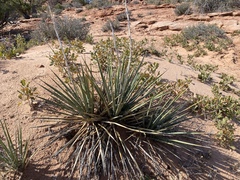 Yucca angustissima