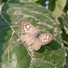 Leptotes plinius