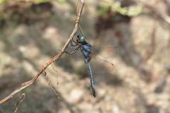 Orthetrum glaucum
