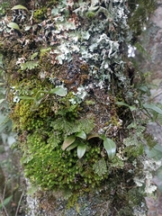 Drymoanthus adversus