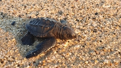 Lepidochelys olivacea