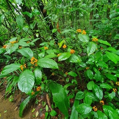 Palicourea racemosa