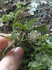 Drymoanthus adversus