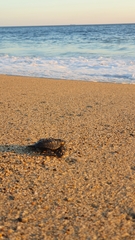 Lepidochelys olivacea