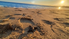 Lepidochelys olivacea
