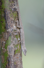 Anolis ustus