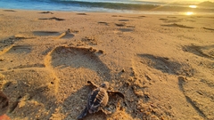 Lepidochelys olivacea