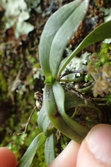 Drymoanthus adversus
