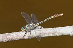 Arigomphus villosipes